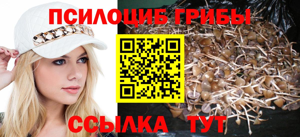 Псилоцибиновые грибы Cubensis Дзержинск