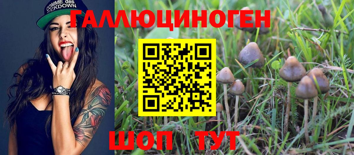 купить наркотики цена  Галлюциногенные грибы GOLDEN TEACHER  Псилоцибиновые грибы Psilocybine cubensis  Вход с VPN  Дзержинск 